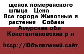 щенок померанского шпица › Цена ­ 45 000 - Все города Животные и растения » Собаки   . Амурская обл.,Константиновский р-н